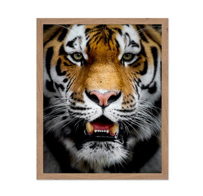 Intense Tiger Portrait