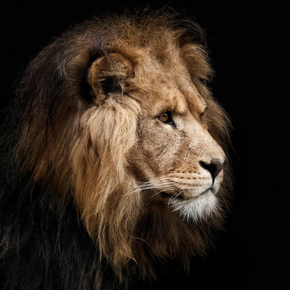 Lion Portrait
