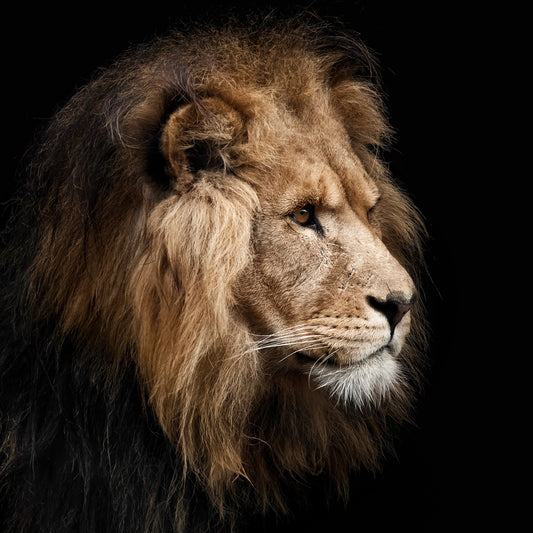 Lion Portrait