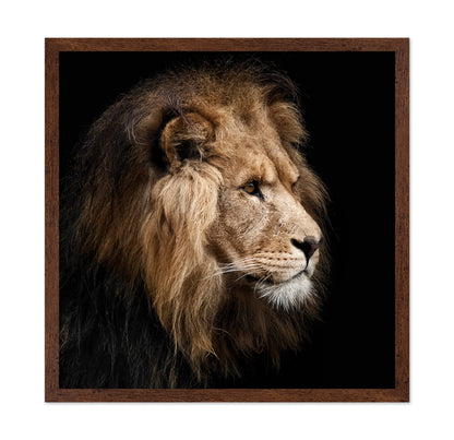 Lion Portrait