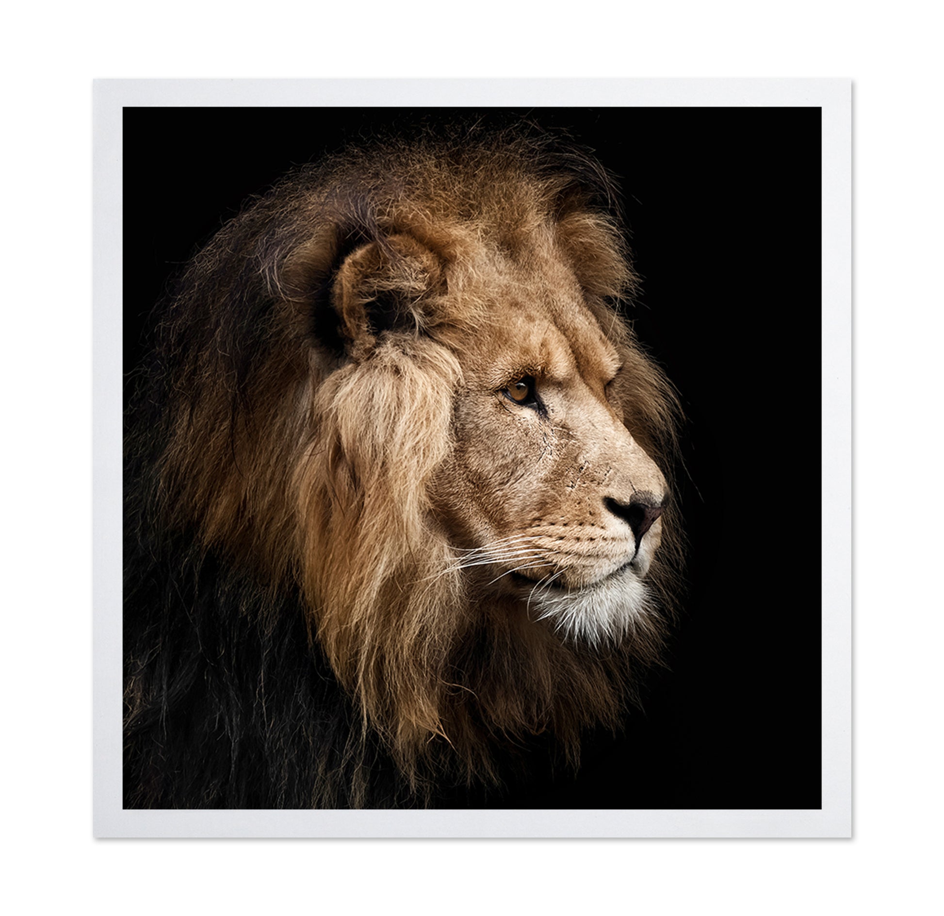 Lion Portrait