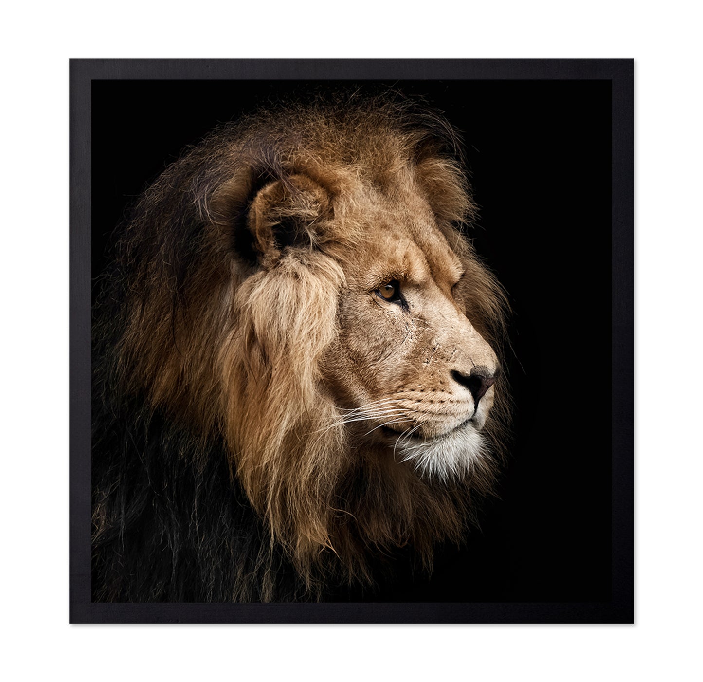 Lion Portrait