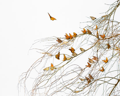 Winter Monarchies