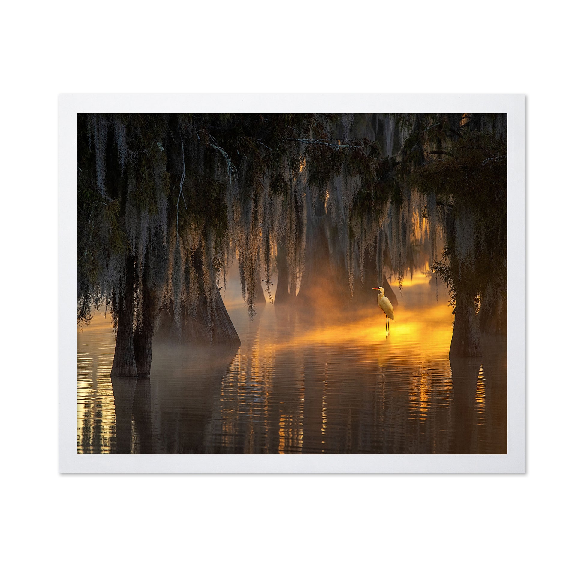 Under Spanish Moss