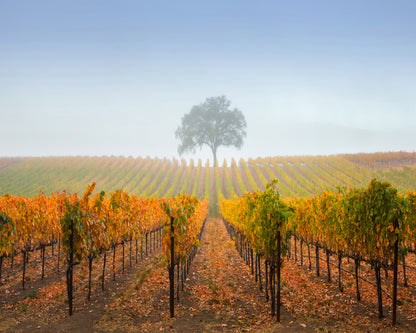 A Tree In A Vineyard