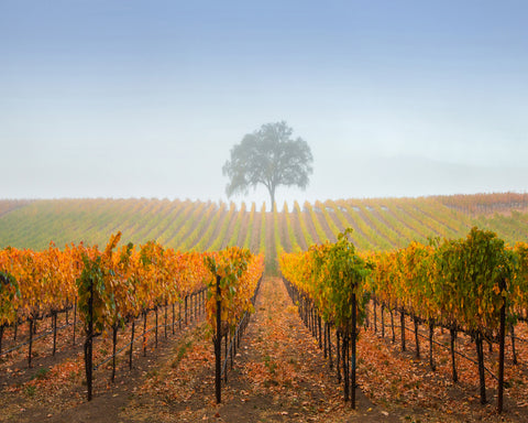 A Tree In A Vineyard