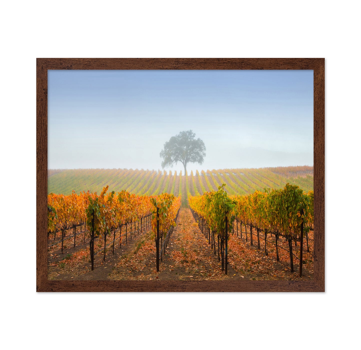 A Tree In A Vineyard