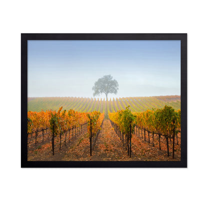 A Tree In A Vineyard