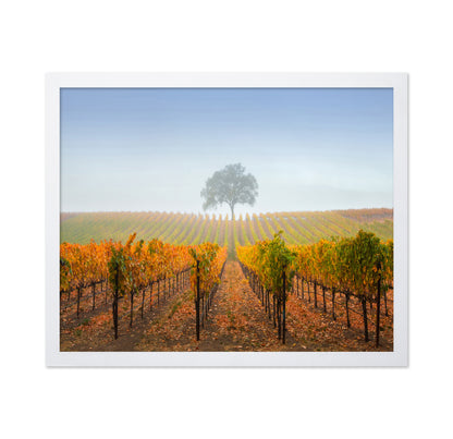 A Tree In A Vineyard