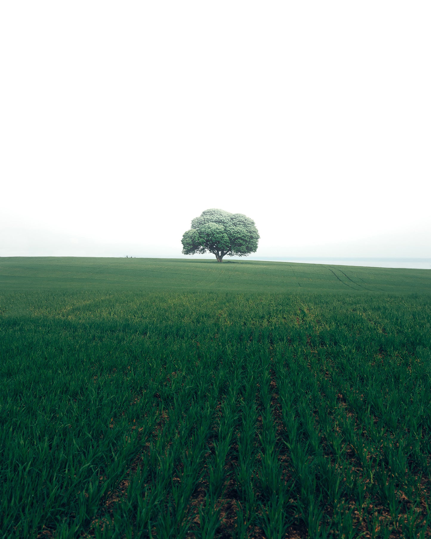The Lonely Oak Tree