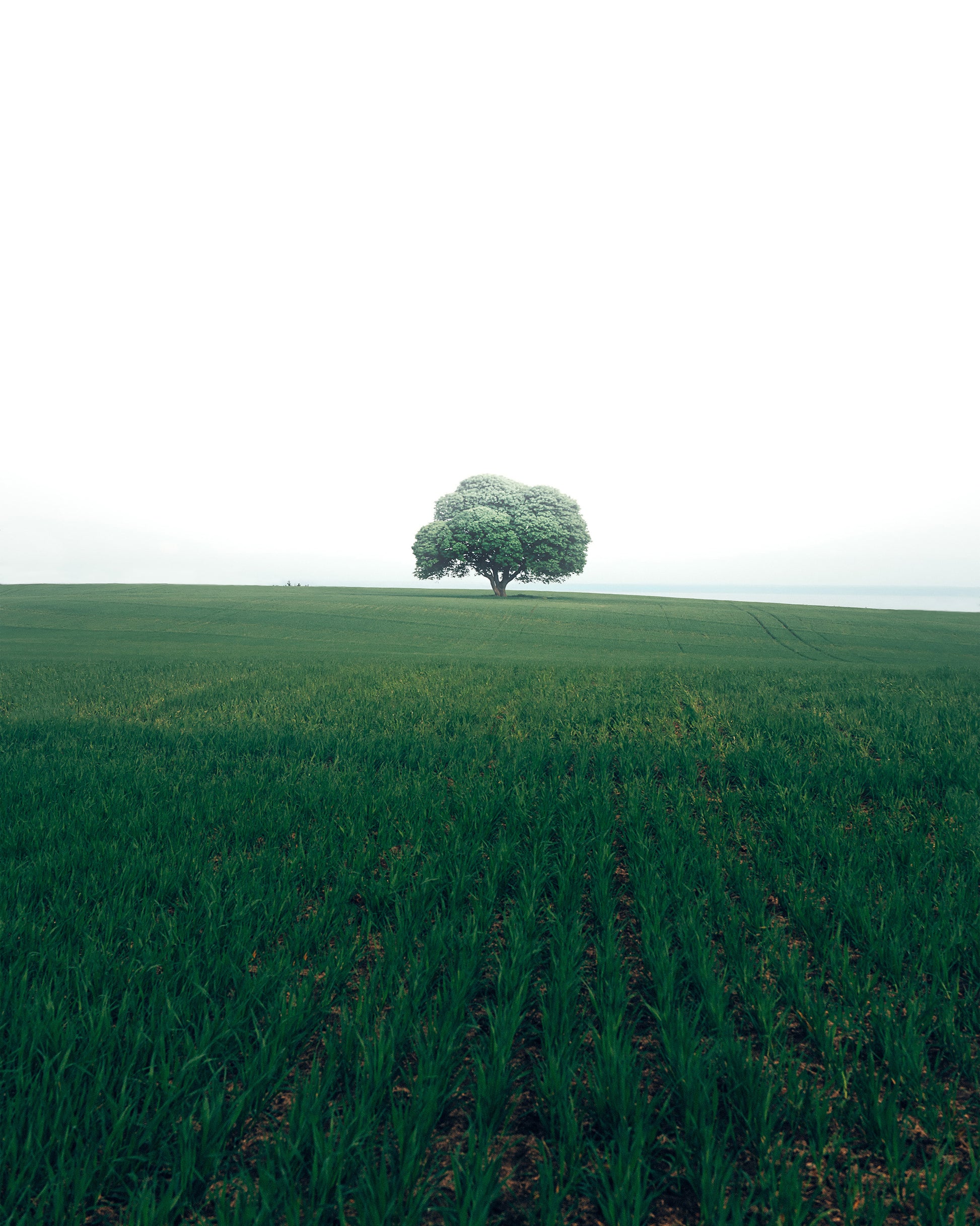 The Lonely Oak Tree