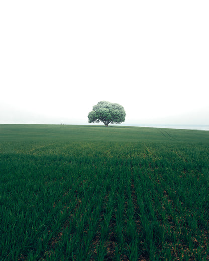 The Lonely Oak Tree