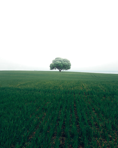 The Lonely Oak Tree
