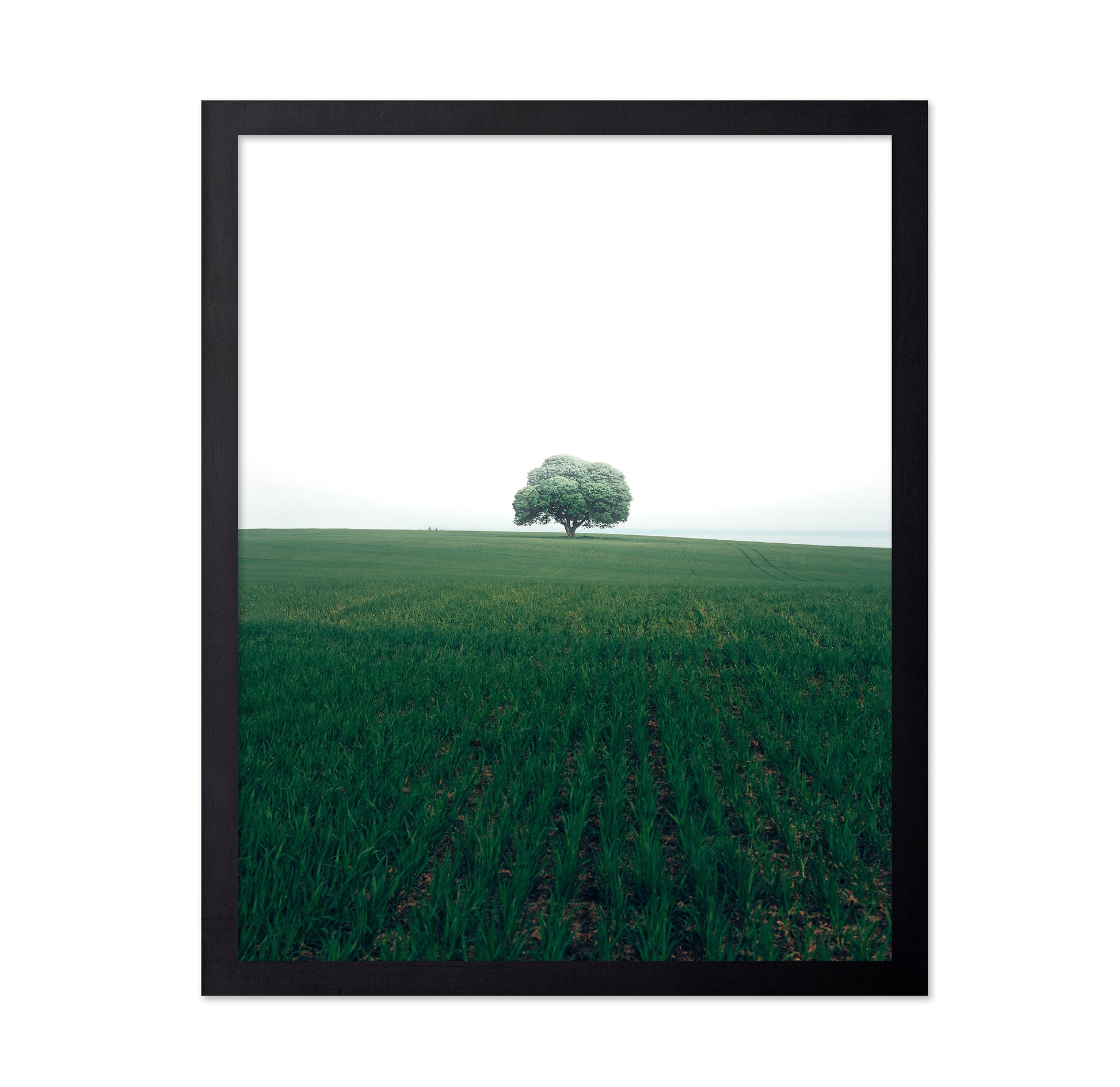 The Lonely Oak Tree