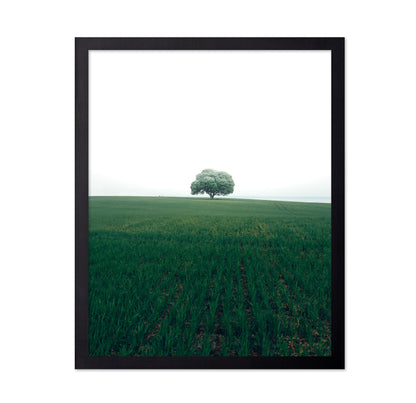The Lonely Oak Tree