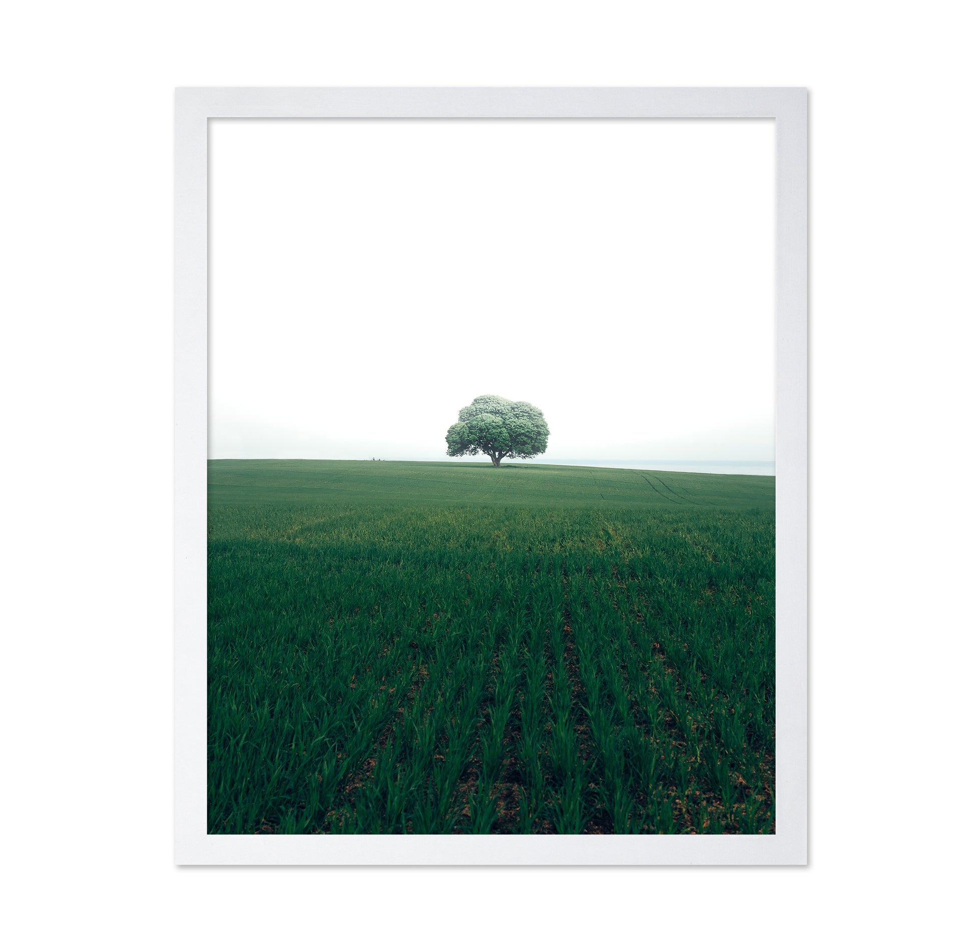 The Lonely Oak Tree