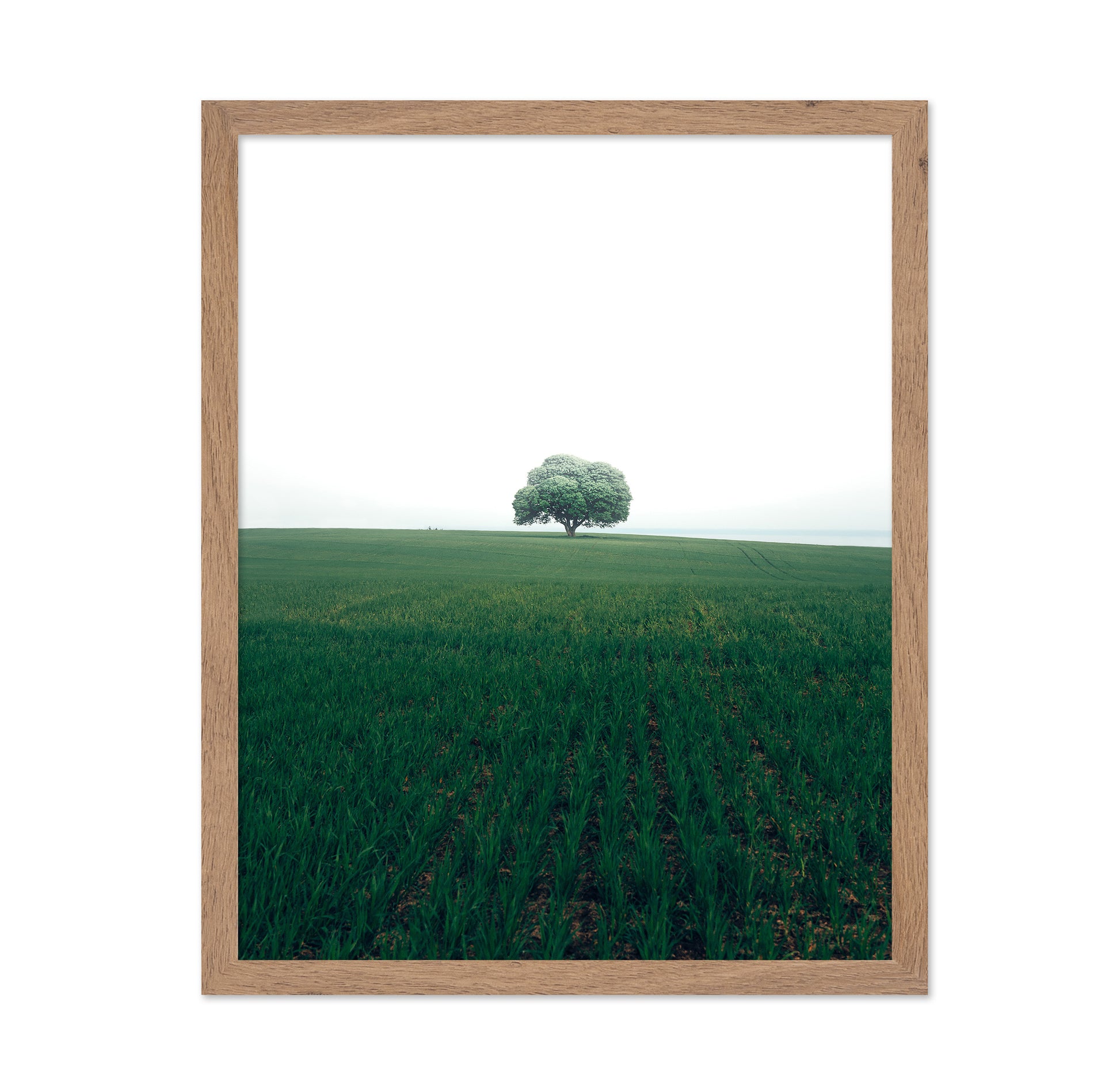 The Lonely Oak Tree
