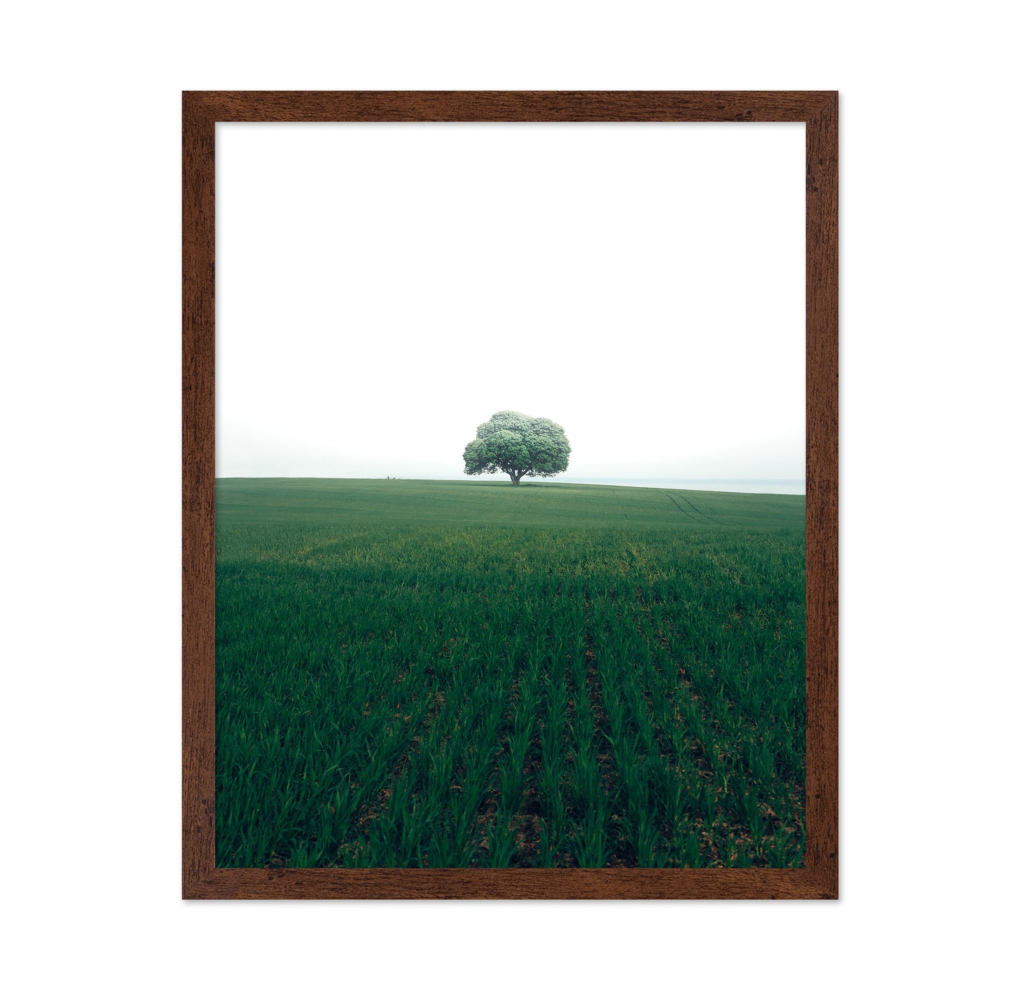 The Lonely Oak Tree