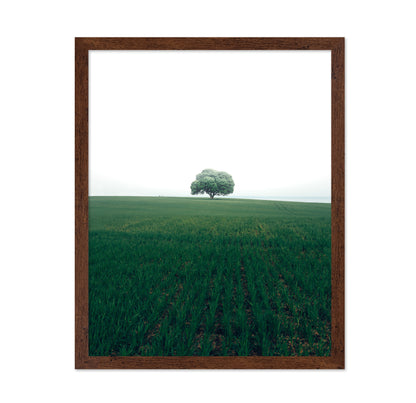 The Lonely Oak Tree