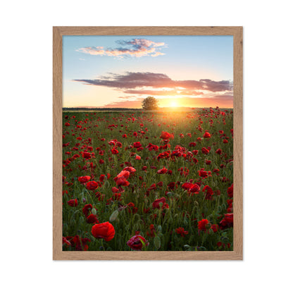 Poppy Fields Of Sweden