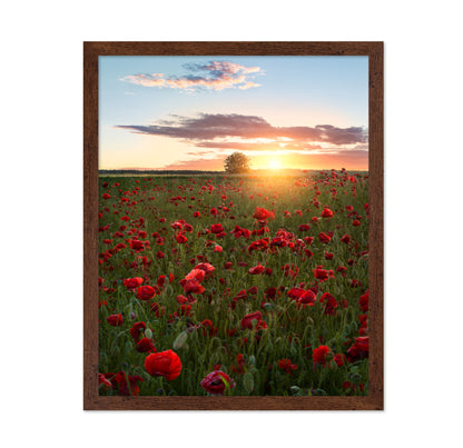 Poppy Fields Of Sweden