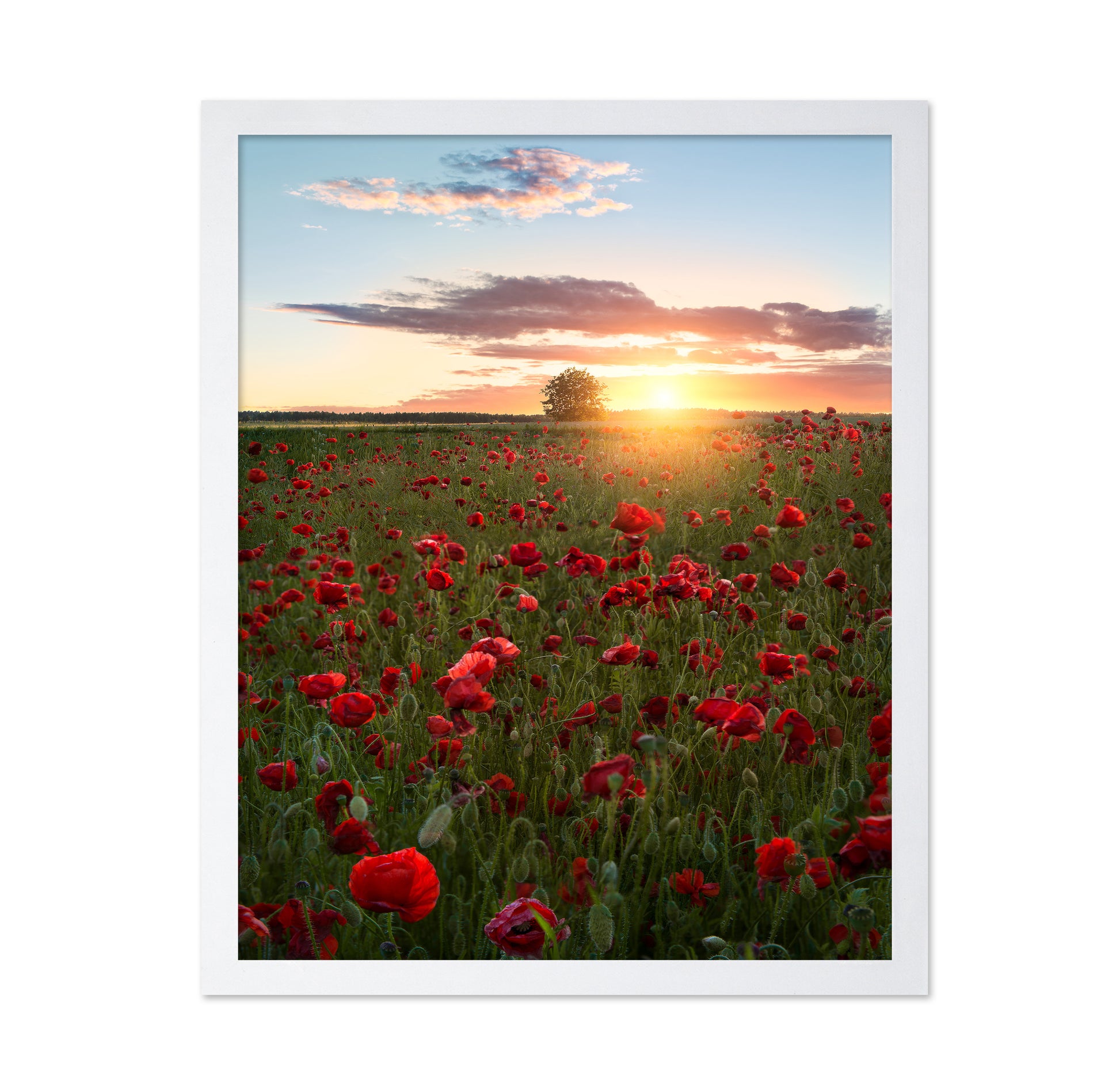 Poppy Fields Of Sweden