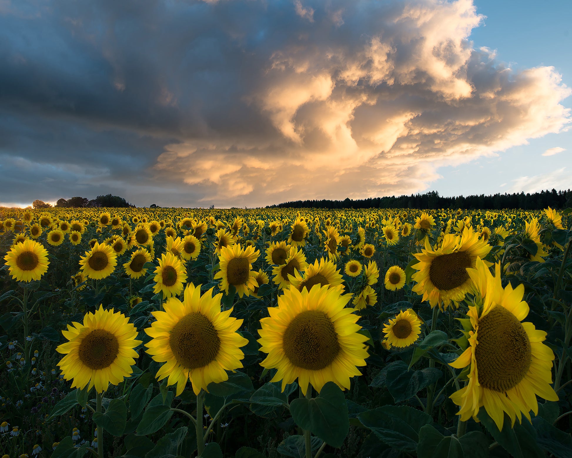 Sunflowers In Sweden
