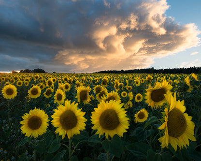 Sunflowers In Sweden