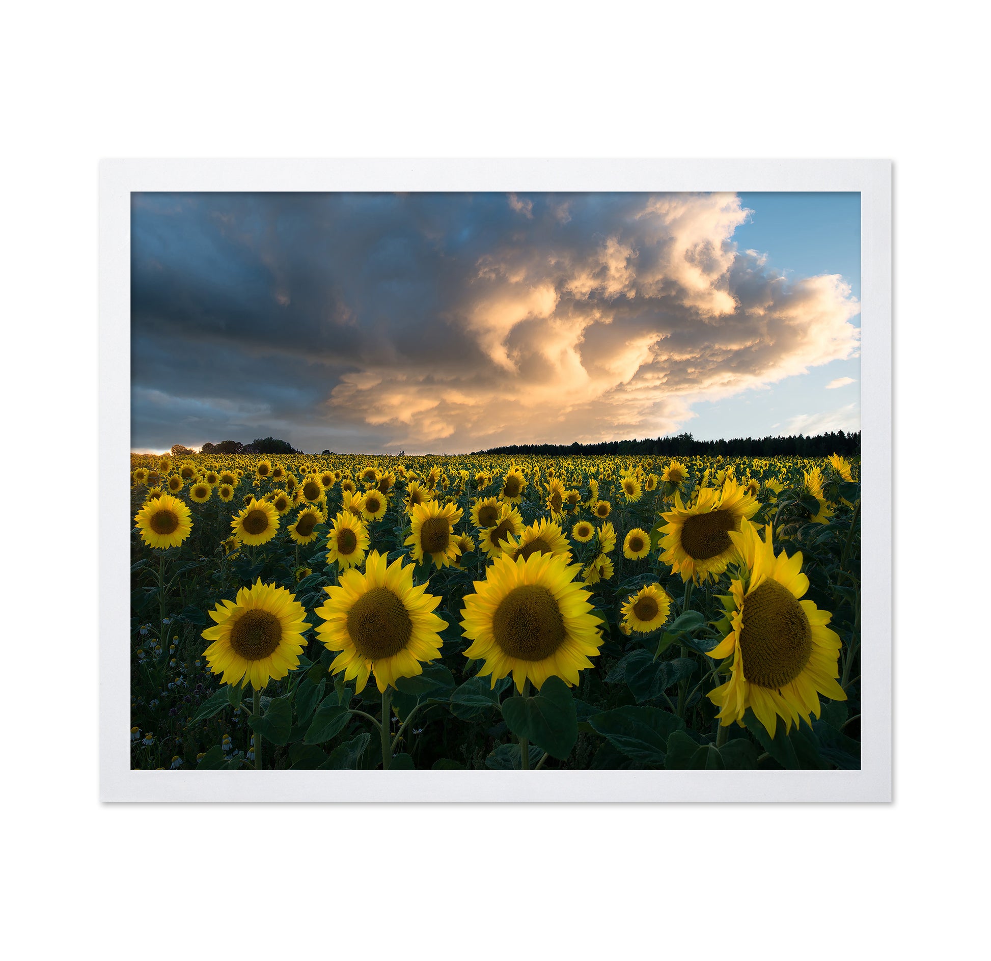 Sunflowers In Sweden