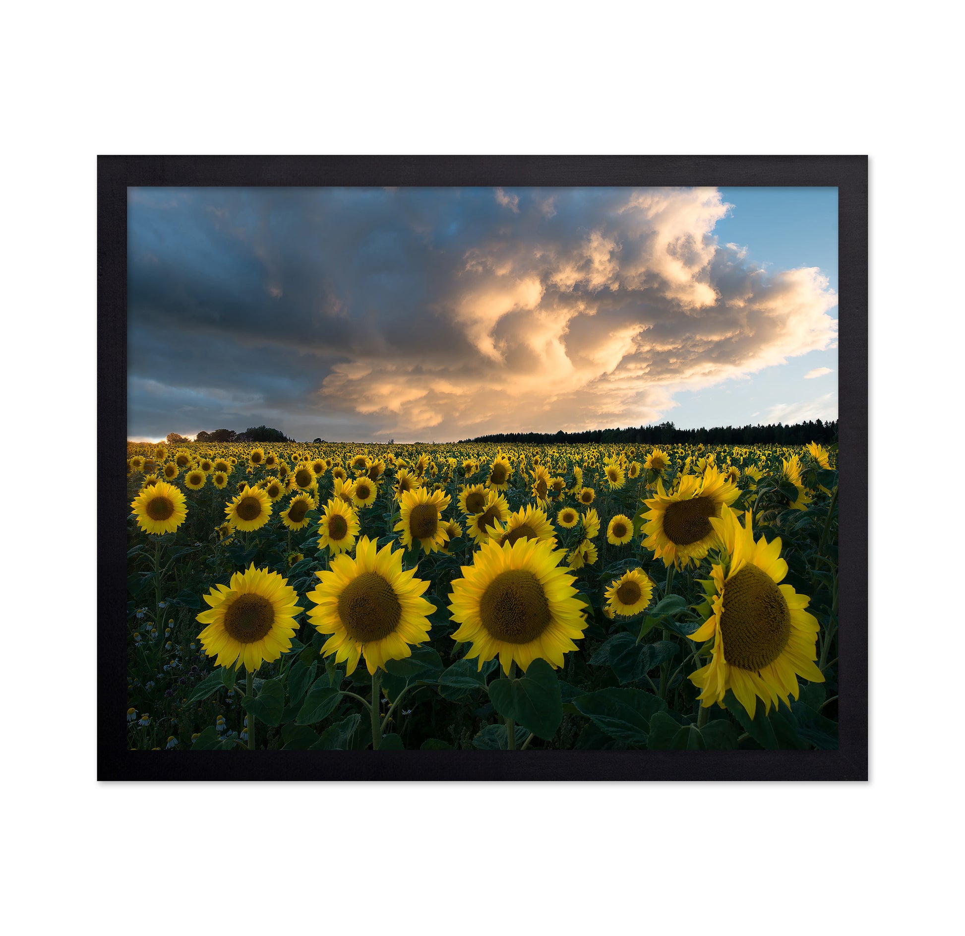 Sunflowers In Sweden