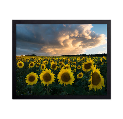 Sunflowers In Sweden