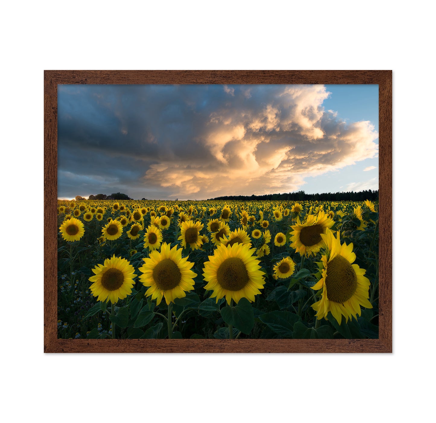 Sunflowers In Sweden