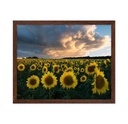 Sunflowers In Sweden