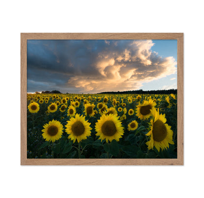 Sunflowers In Sweden