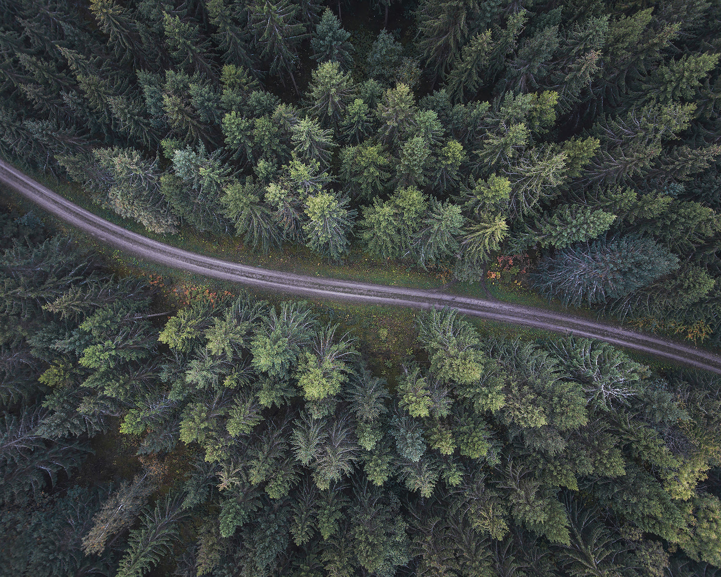 Small Road Through The Forest