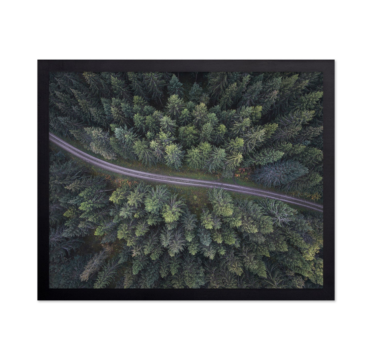 Small Road Through The Forest