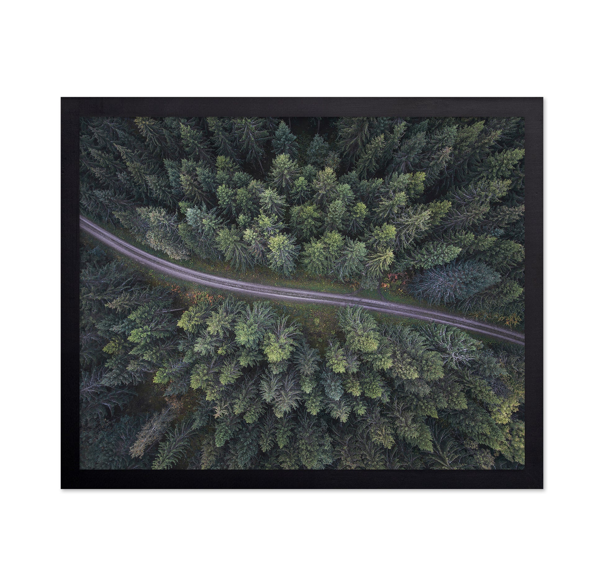 Small Road Through The Forest