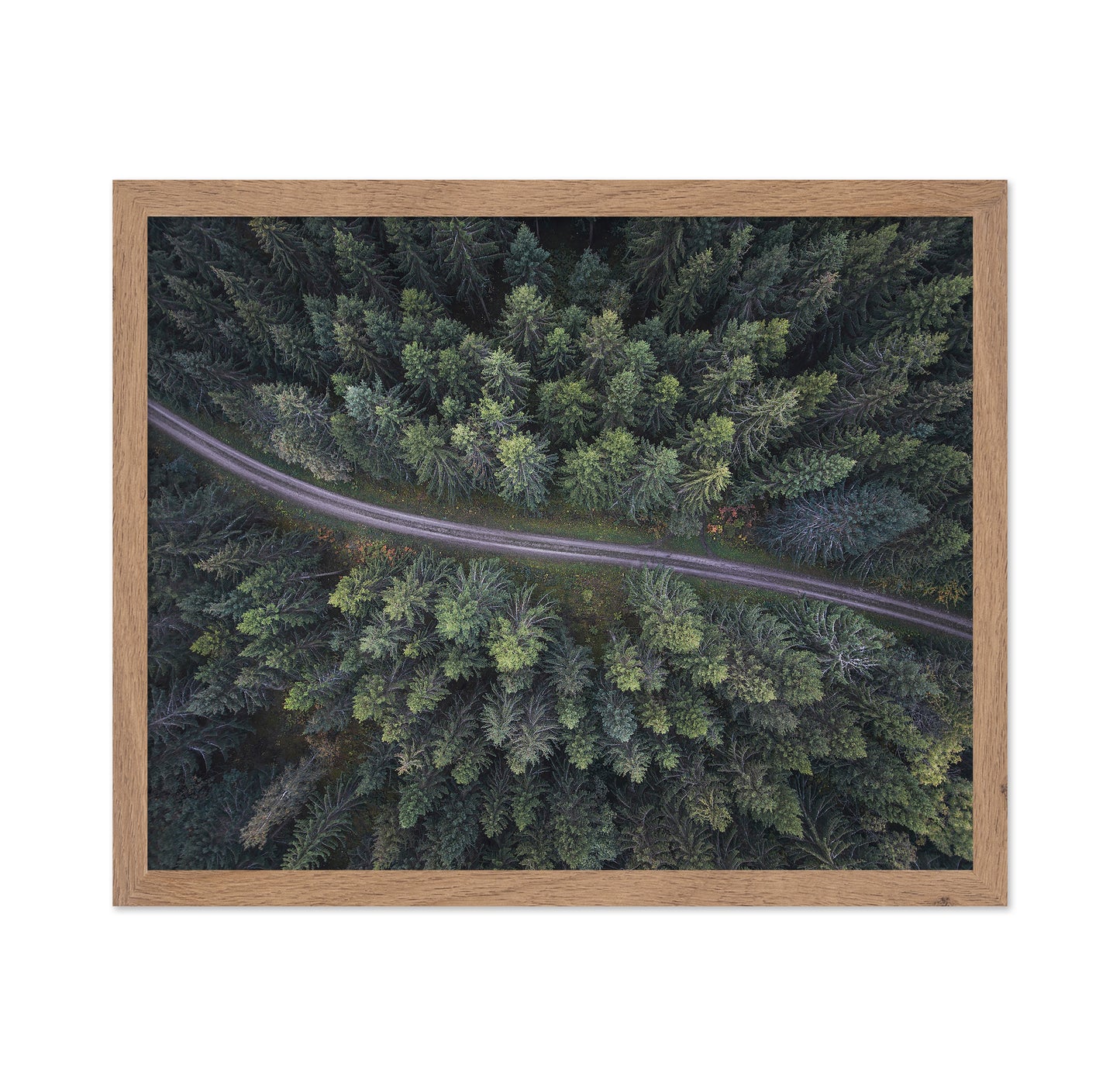 Small Road Through The Forest