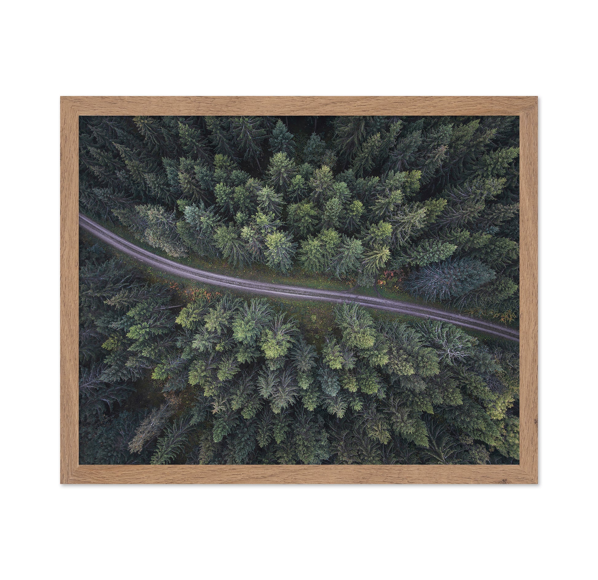 Small Road Through The Forest