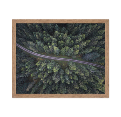 Small Road Through The Forest