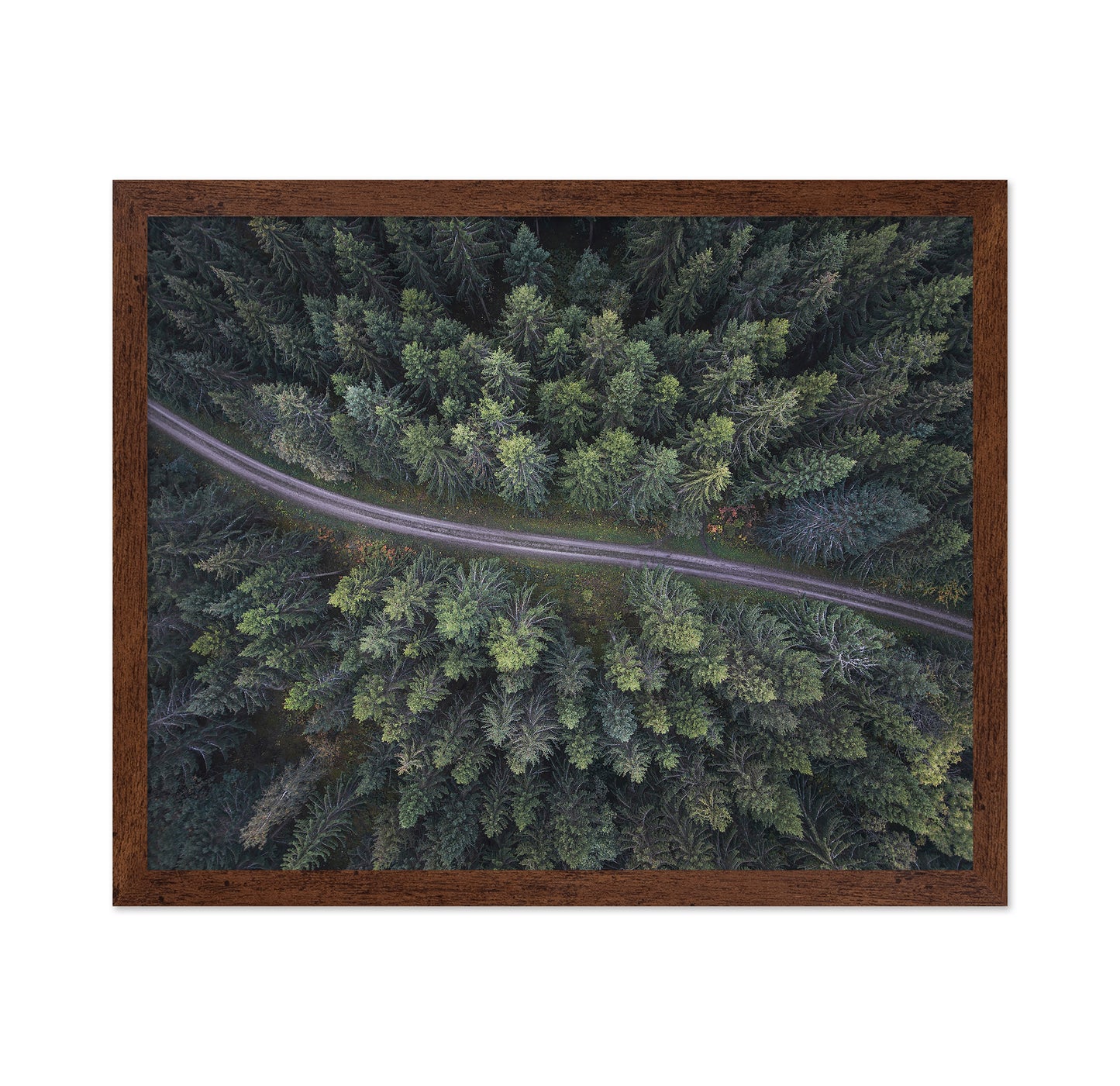 Small Road Through The Forest