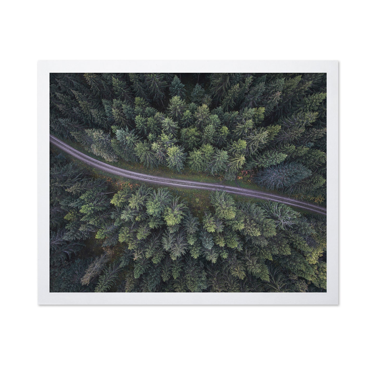 Small Road Through The Forest