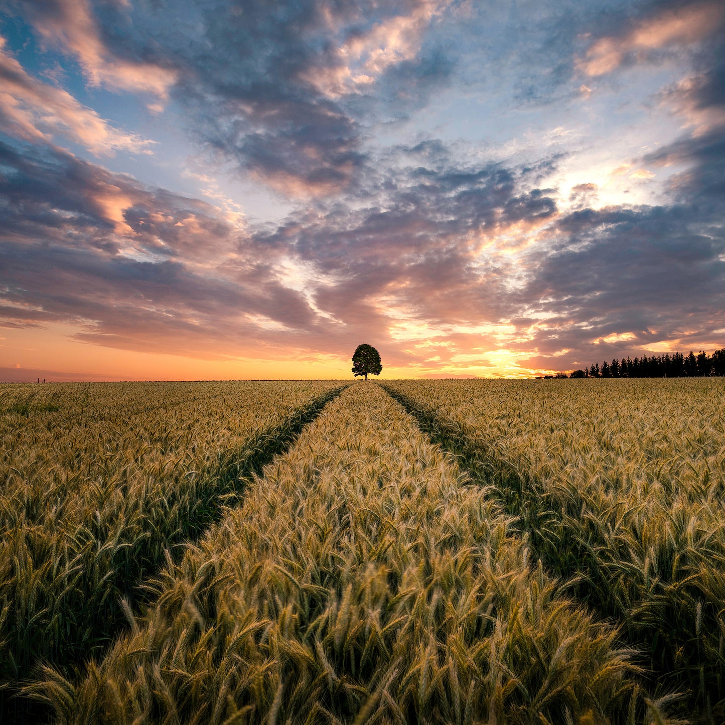 Field Of Dreams