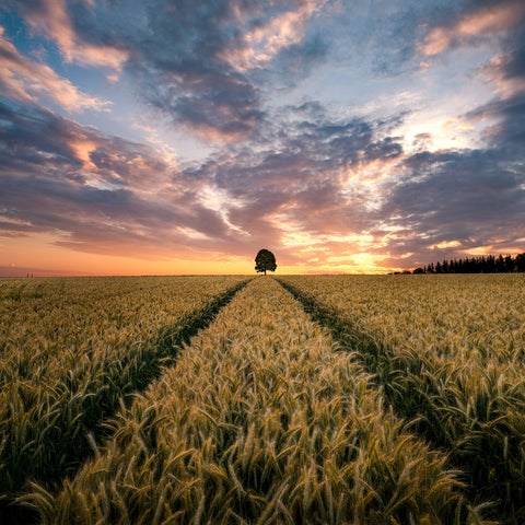 Field Of Dreams