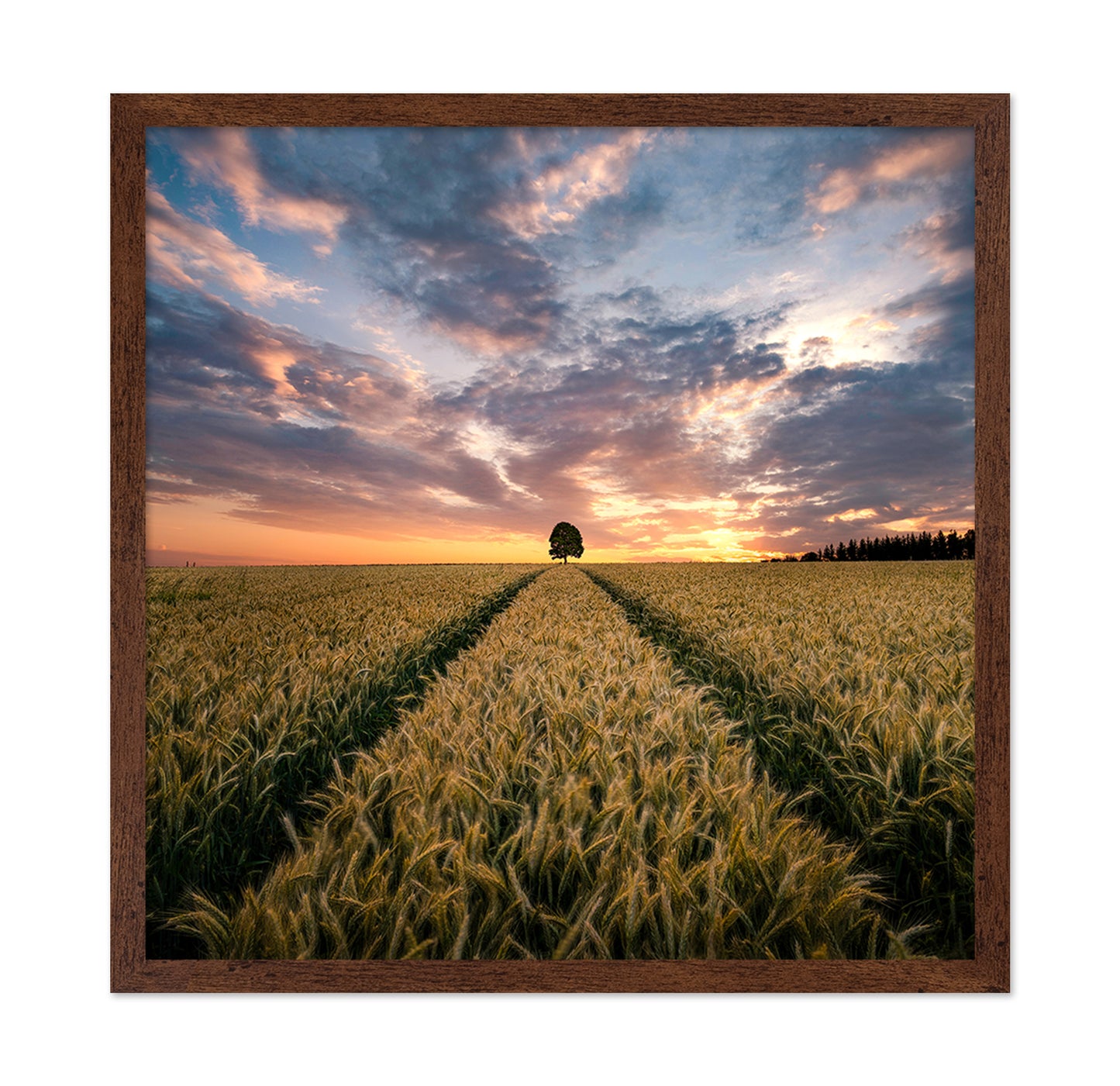 Field Of Dreams