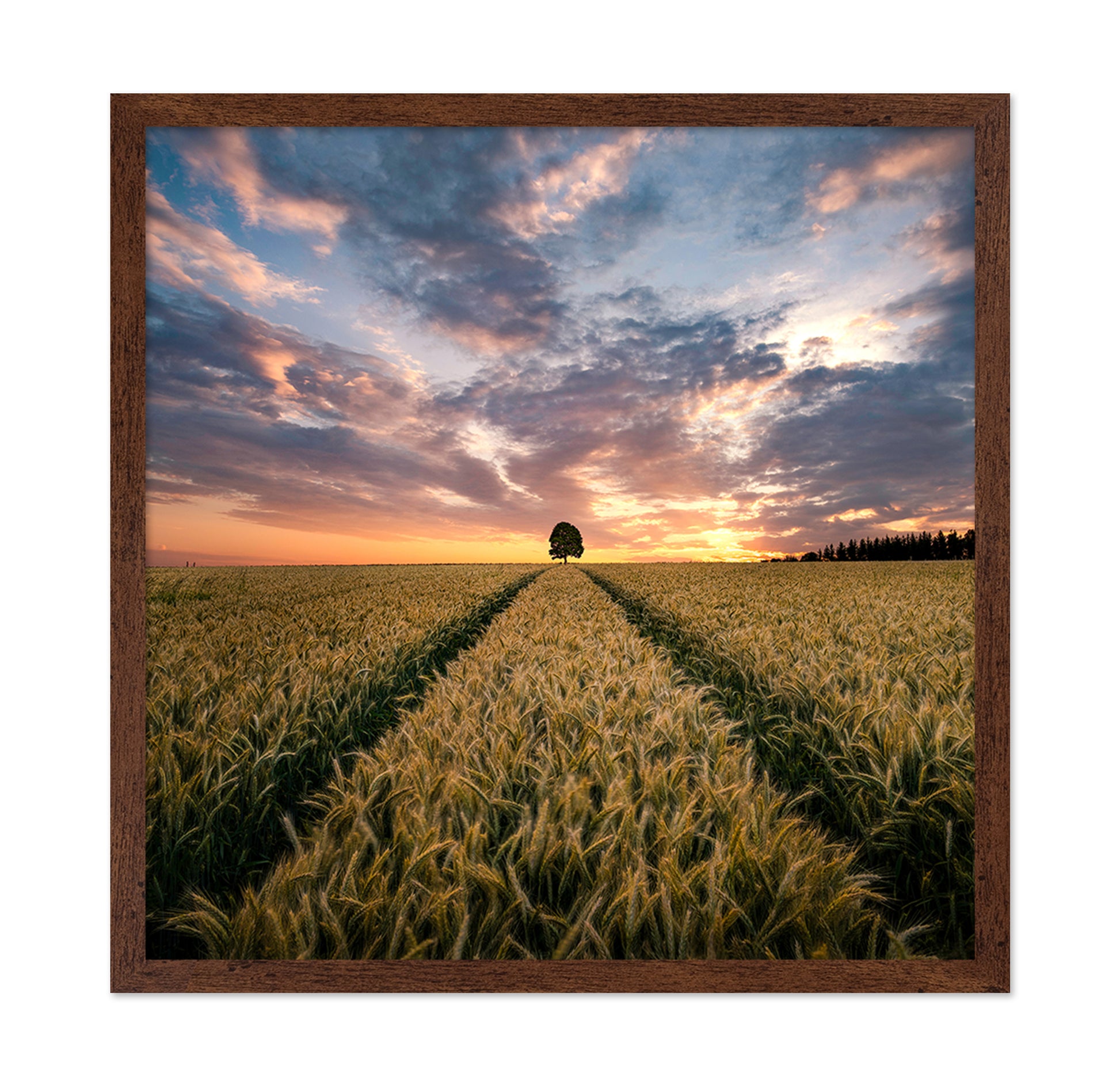 Field Of Dreams