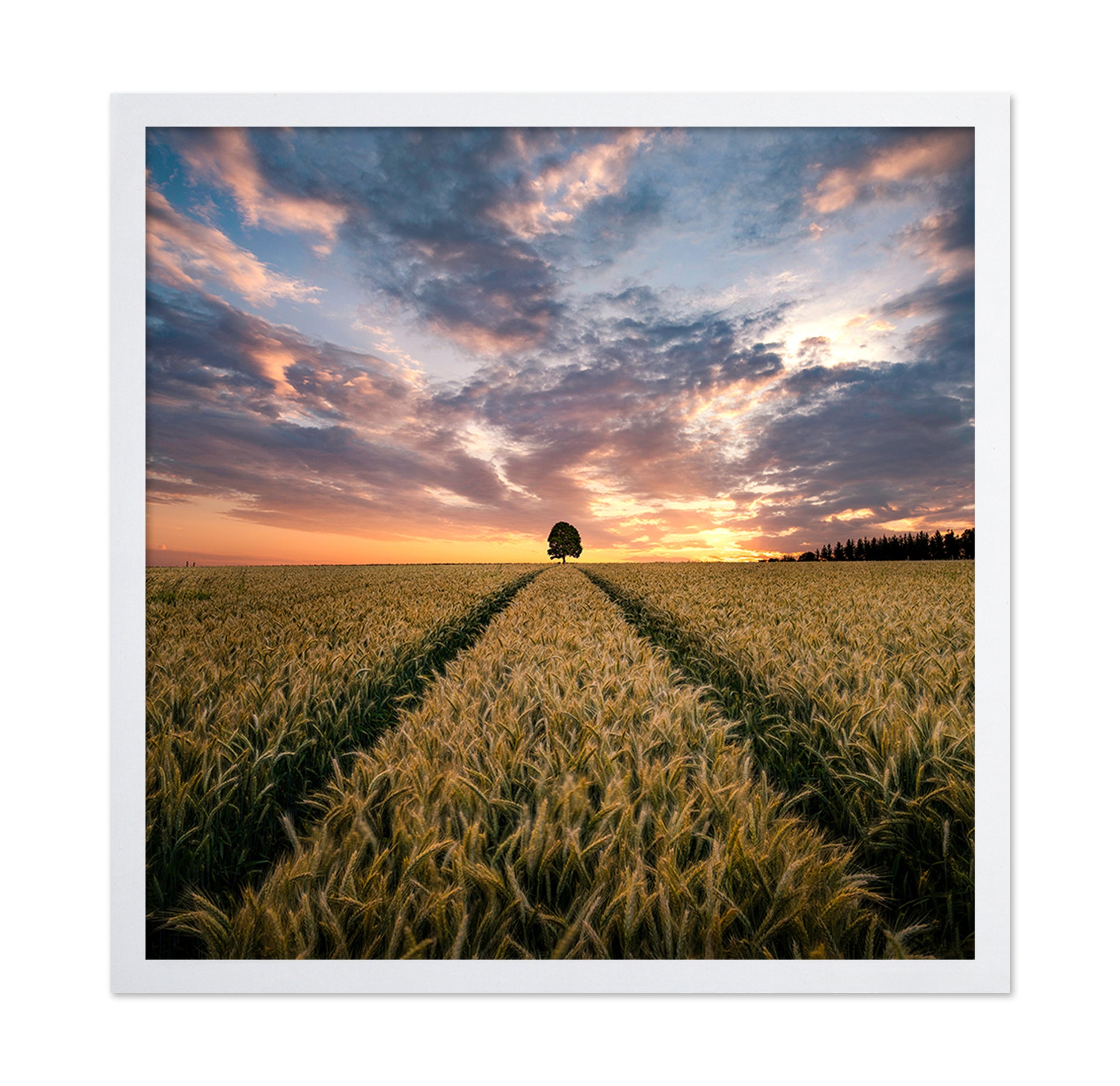Field Of Dreams