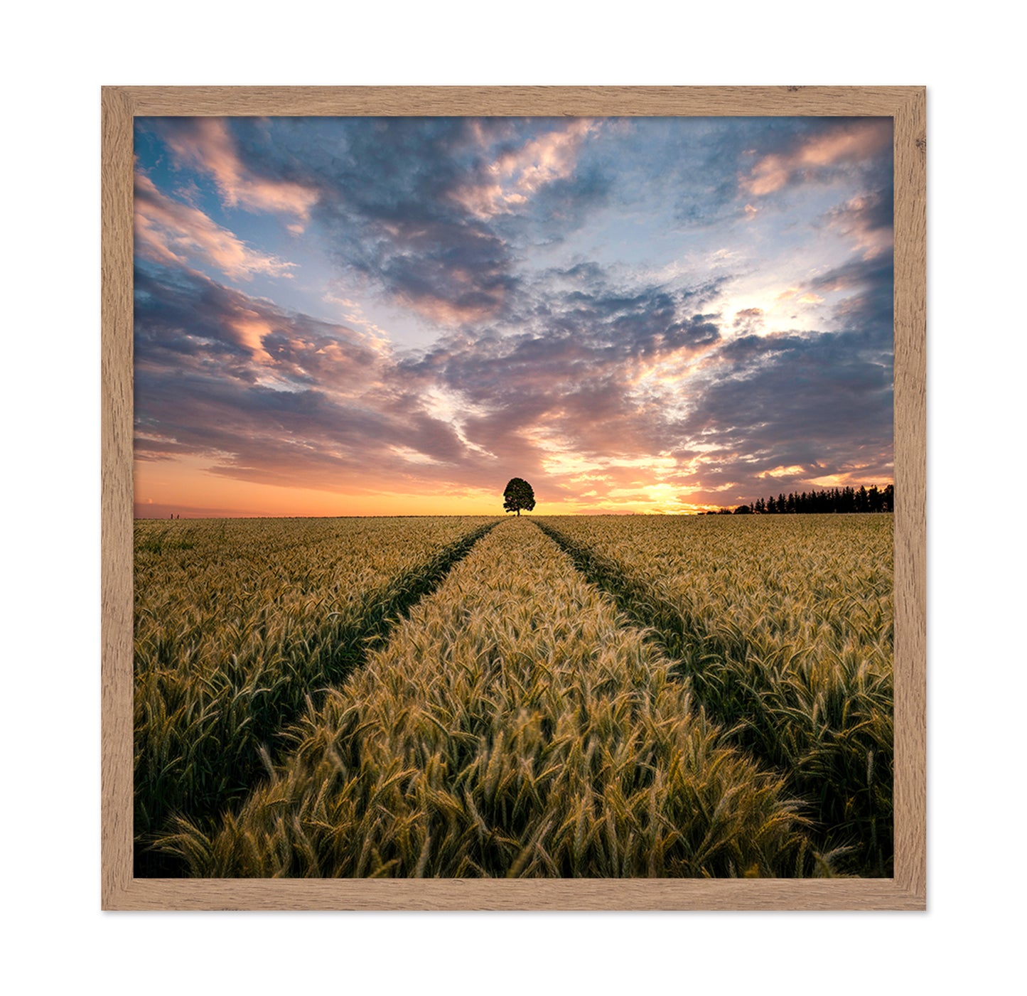Field Of Dreams