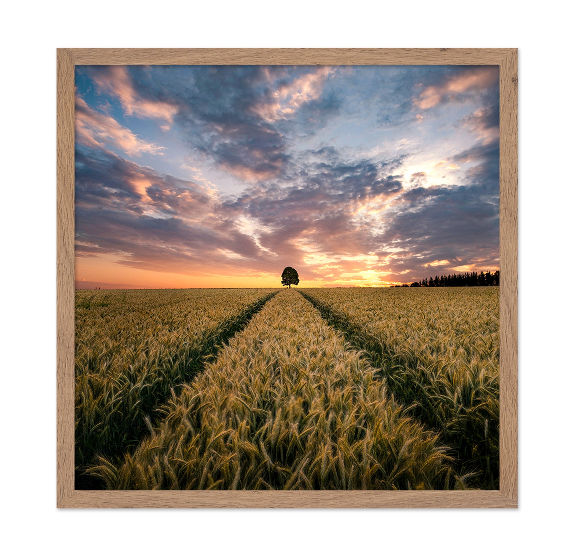 Field Of Dreams