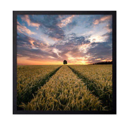 Field Of Dreams